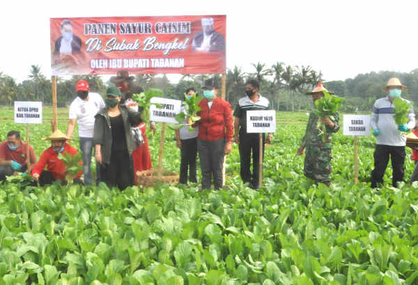  Harga Anjlok, Bupati Eka Borong Sayur Hasil Panen Petani Lokal