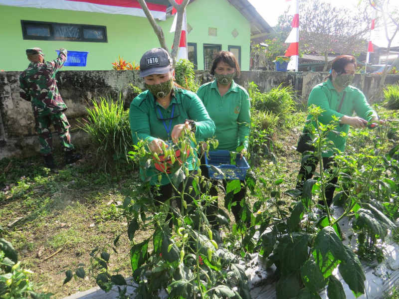  Panen Sayur Dan Cabai, Kodim Klungkung Dan Persit Sosialisasikan Berkebun Secara Mandiri