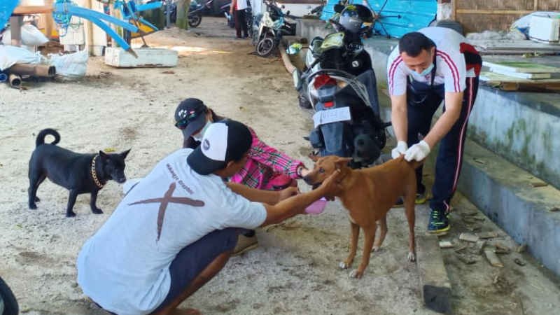  Puluhan Anjing Liar di Pantai Kuta dan Legian Divaksin