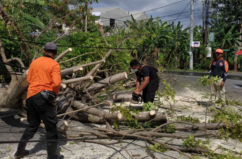  Pohon Kayu Santen Timpa Atap Kanopi Showroom Mobil di Kerobokan