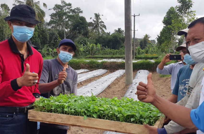  Kebutuhan Cabai Terus Meningkat, Disperpa Badung Sebar Ribuan Bibit