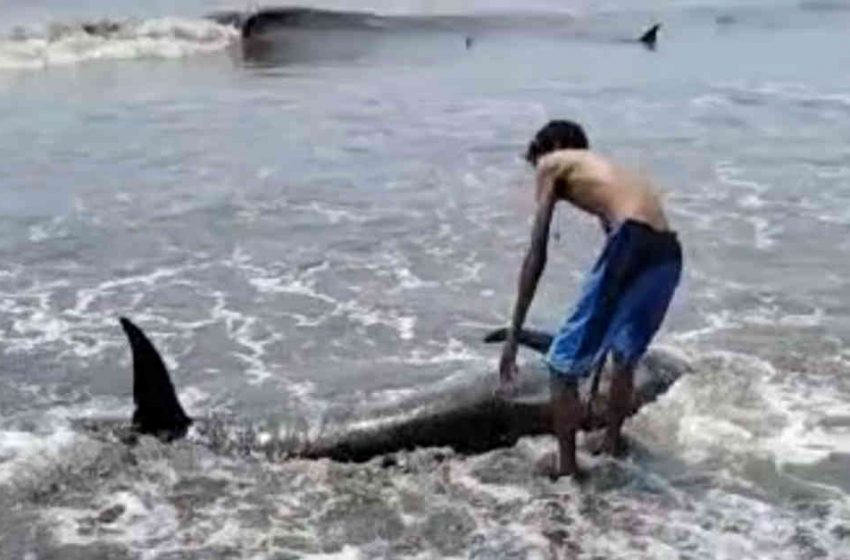  Empat Lumba-lumba Risso Menepi di Perairan Padang Galak Denpasar