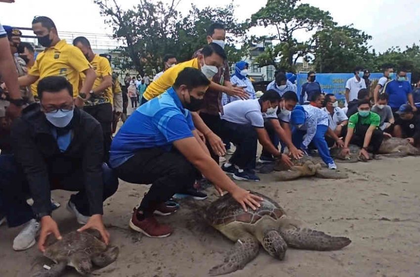  Puluhan Penyu Hijau Hasil Sitaan Lanal Denpasar, Dilepasliarkan di Kuta