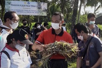  Penanaman Hijauan Pakan Ternak Unggul Oleh FKH Unud, BPTP Bali, Dispersa Kab. Badung