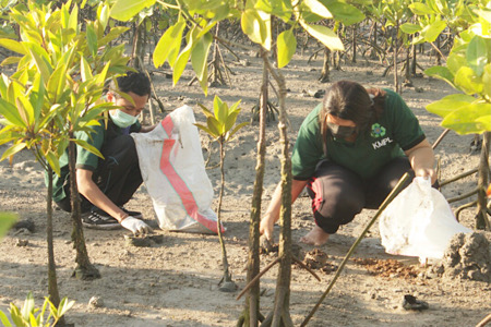  KMPL Bersihkan Plastik pada Akar Bakau