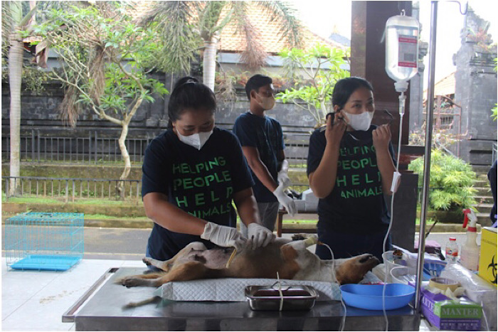  Tanggulangi Dermatitis dan Pengendalian Rabies FKH Unud adakan PUMA di Desa Sedang