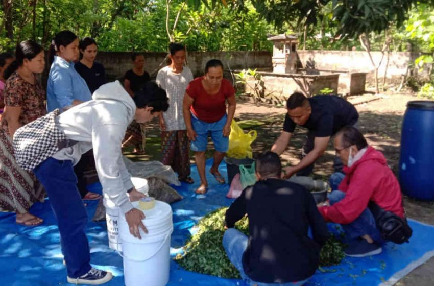  Akademisi Unwar Perkenalkan Teknologi Pakan Fermentasi, Tingkatkan Produktivitas Babi Bali