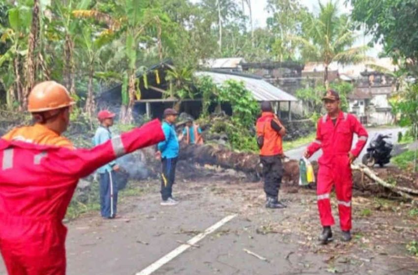  Kejadian Pohon Tumbang, Kembali Terjadi di Karangasem