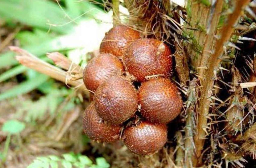  Mencuri Buah Salak untuk Dijual, Tiga Remaja Diamankan Polisi