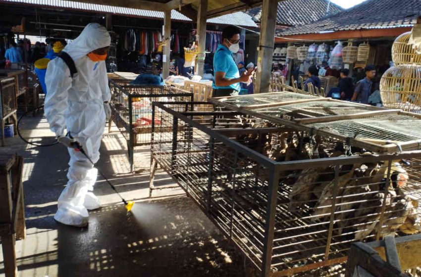  Antisipasi Flu Burung, Diperpa Badung Lakukan Spraying dan Siagakan Tim URC Kesehatan Hewan