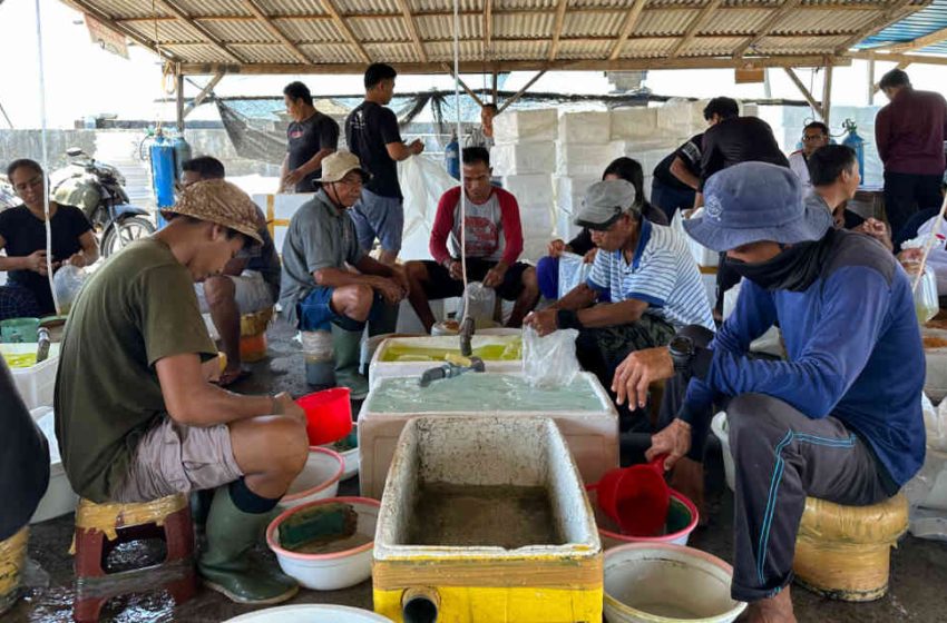  LPEI Resmikan Desa Devisa Klaster Benih Bandeng di Buleleng