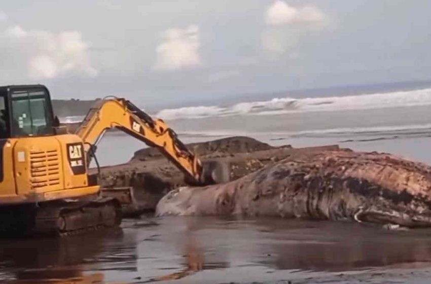  Paus Bryde Seberat 2 Ton Terdampar di Pantai Batu Lumbang