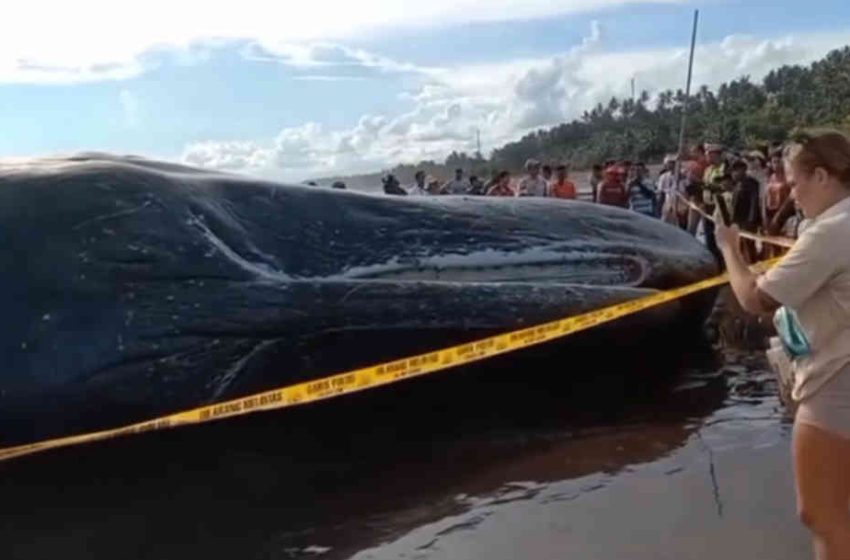  Paus Sepanjang 17,2 Meter Terdampar di Pantai Yeh Leh