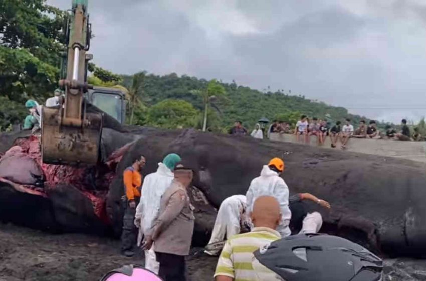  Paus yang Sempat Terdampar di Pantai Lepang, Akhirnya Mati di Pantai Yeh Malet