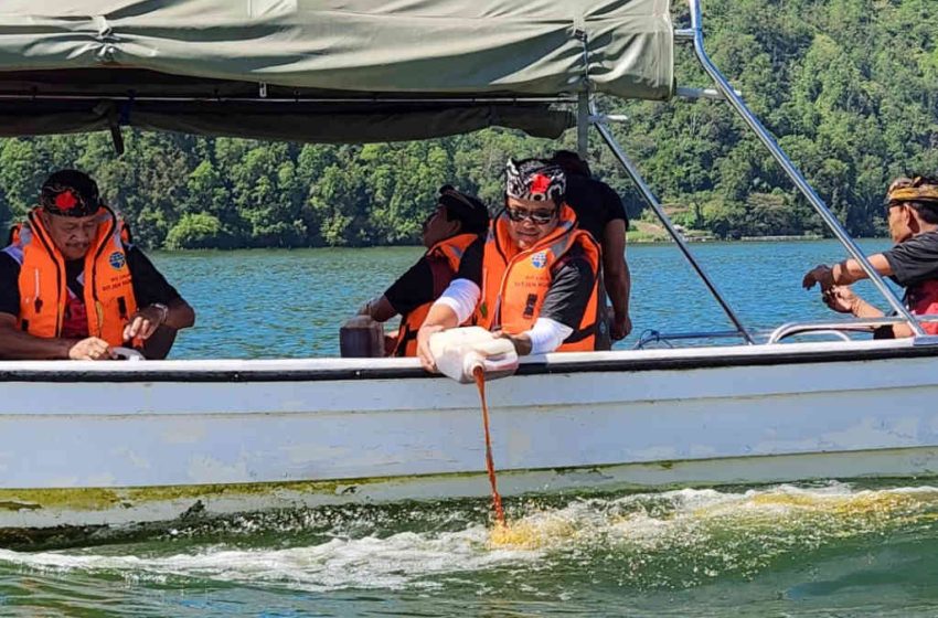  Puluhan Ton Cairan Eco Enzim Kembali Dituang di Danau Batur