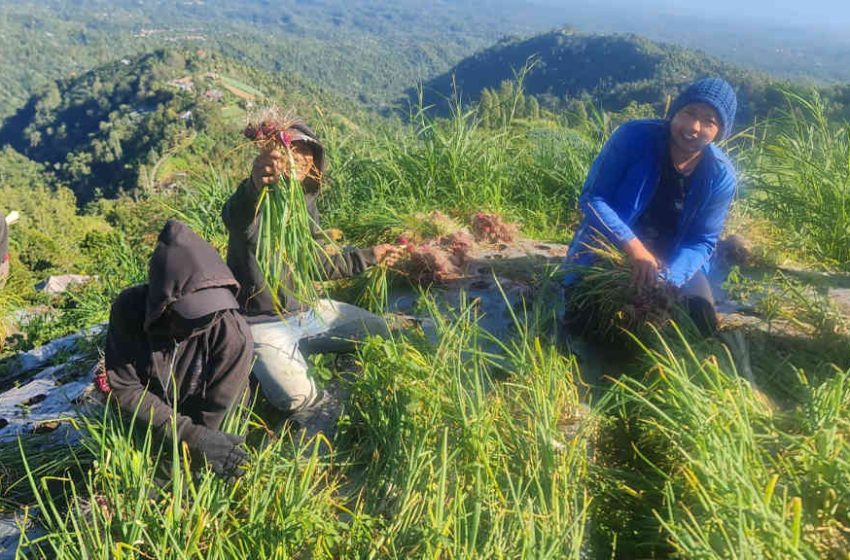  Harga Anjlok, Petani Bawang Kintamani Menjerit