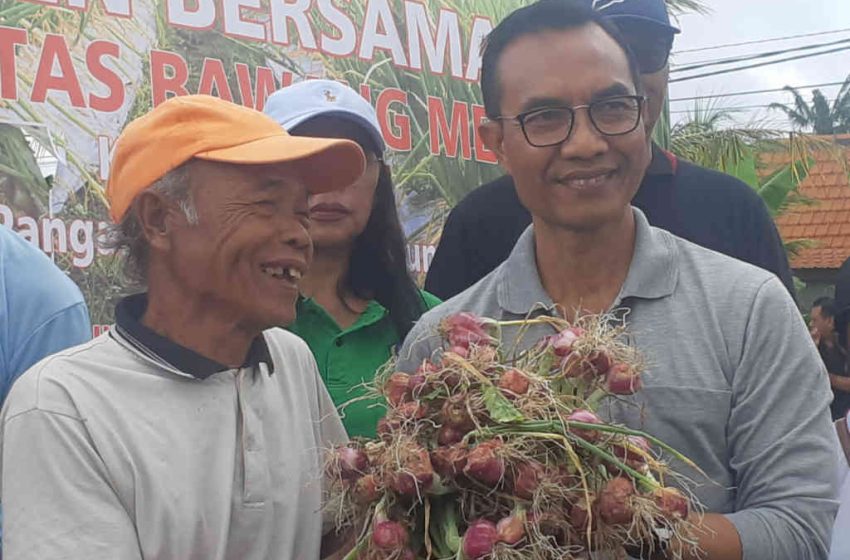  Diperpa Badung Panen Bawang Merah di Subak Munggu