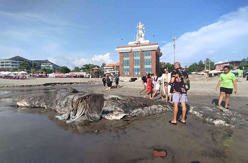  Bangkai Paus Sperma, Ditemukan Terdampar di Pantai Perbatasan Legian – Seminyak