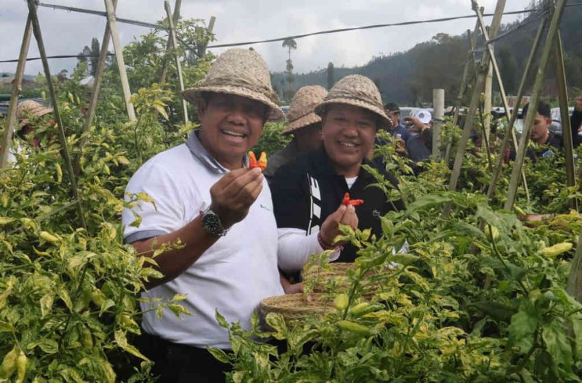  Panen Cabai dan Bawang di Desa Songan, Pj. Gubernur Bali Apresiasi Para Petani