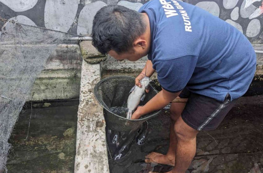  Persiapam Kembali ke Masyarakat, WBP Rutan Gianyar Diberi Pembinaan Kerja Budidaya Lele