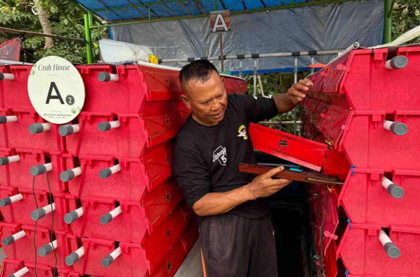  Budidaya Kepiting Bakau Sistem Apartemen Ternyata Lebih Menjanjikan Dibandingkan dengan Keramba Tancap