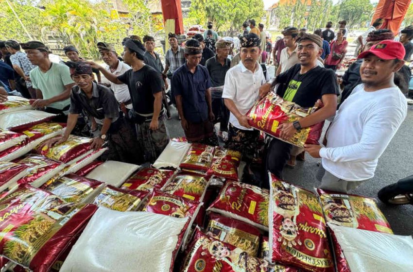  Pembagian Beras Jelang Galungan dan Kuningan “Diserbu” Ribuan Krama, Desa Adat Pecatu Siapkan 70 Ton Beras