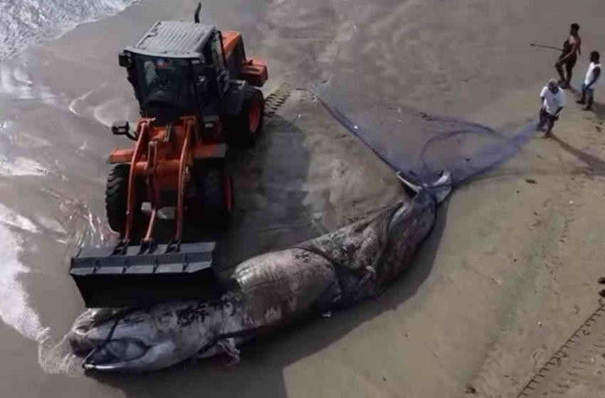  Paus Sepanjang 7 Meter Ditemukan Membusuk di Pantai Legian, Diduga Kematian 3-4 Hari