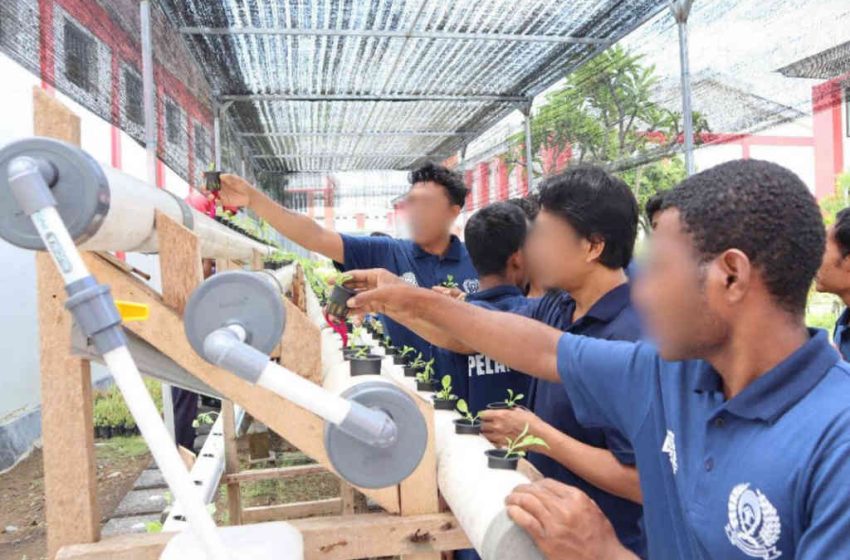  Wujudkan Ketahanan Pangan, WBP Lapas Kerobokan Tanam Pokcoy dan Melon dengan Metode Hidroponik