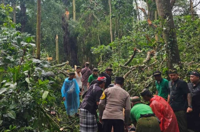  Dua WNA Meninggal Dunia Tertimpa Pohon Tumbang di Monkey Forest Ubud