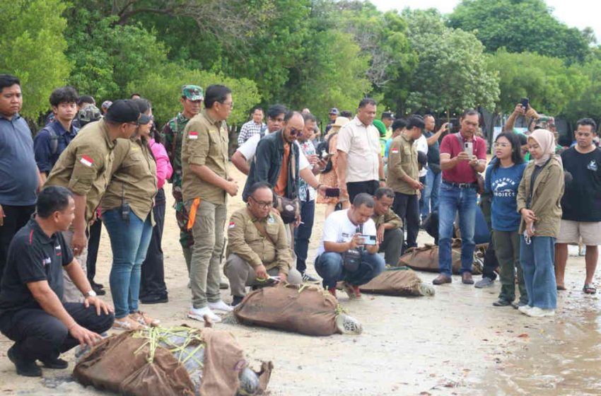  Puluhan Penyu Hijau Temuan Warga di Pemuteran, Dilepasliarkan di Pantai Pasir Putih