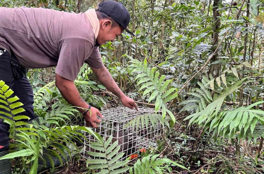  Pelepasliaran Satwa Liar di Kawasan Hutan Lindung Batukaru