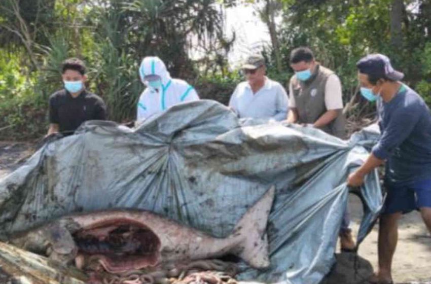 Dugong Sepanjang 2,56 M Terdampar di Pantai Perancak