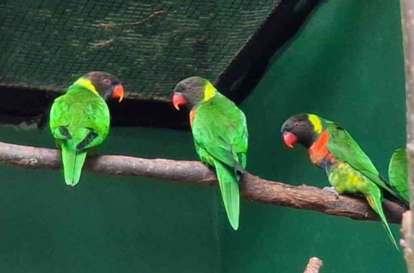  40 Ekor Perkici Dada Merah Dipulangkan Dari Inggris