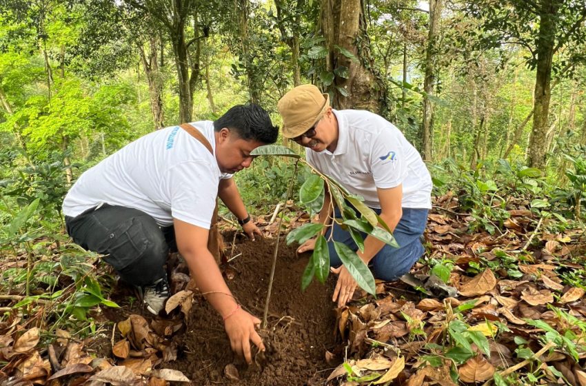 KPH Bali Utara Klarifikasi Isu Pembabatan Hutan di Desa Ambengan