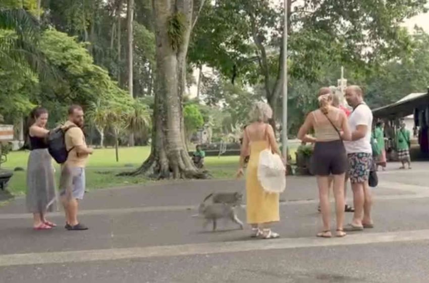  Wisata Sangeh Monkey Forest Perkuat Perlindungan Wisatawan dengan Asuransi Keselamatan