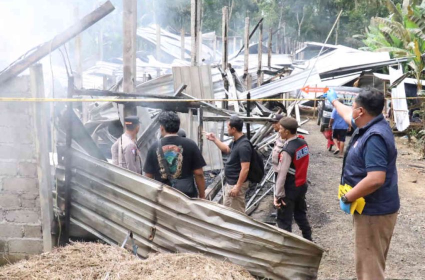  Kebakaran Kandang Ayam di Tembuku Bangli, Belasan Ribu Ekor Ayam Pedaging Hangus