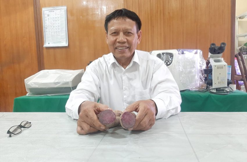  Ketahanan Pangan dan Kesejahteraan Petani, Prof.  Dewa Suprapta: Ubi Ungu Bahan Pangan Fungsional, Cukup Gizi dan Menyehatkan