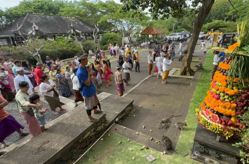  Perayaan Tumpek Kandang di DTW Uluwatu, Sebagai Wujud Syukur dan Upaya Pelestarian Satwa