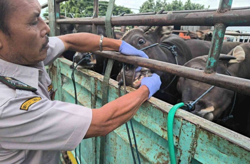  Jalani Prosedur Karantina Berlapis, Lalu Lintas Sapi dari Bali Dijamin Keamanan dan Kesehatannya