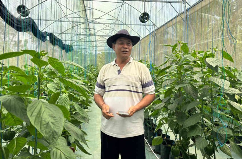  Dukungan Permodalan dari BRI Dorong Pertanian Paprika Organik, Petani Lokal Mampu Tembus Pasar Premium