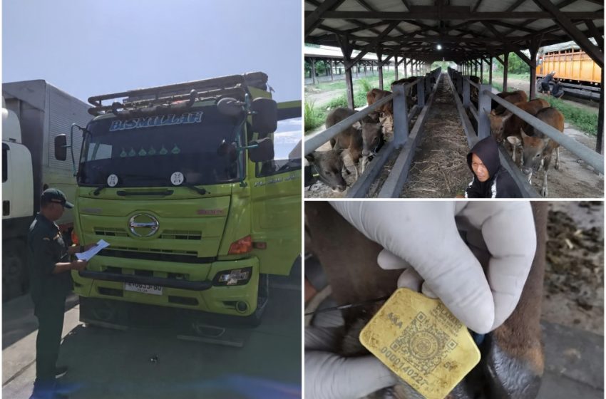  Angkut Sapi Dengan Dokumen Palsu, Truk Tujuan Lampung Diamankan Karantina Bali